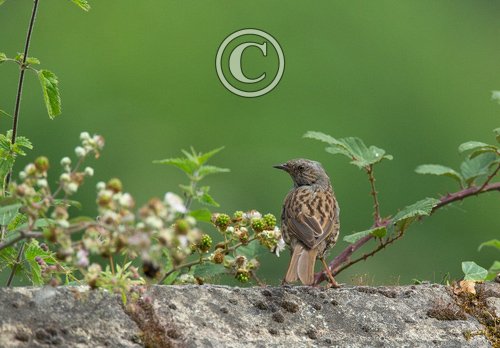  Dunnock DM1797
